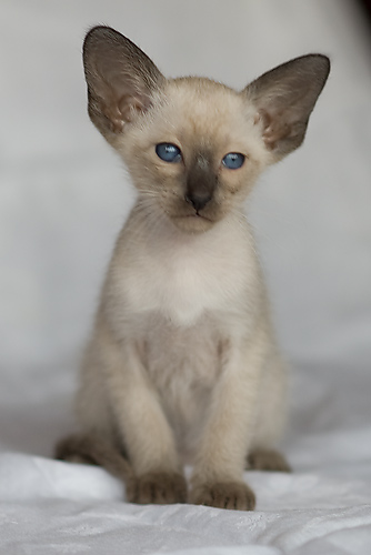Сиамский котенок, девочка, сил-пойнт