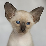 Сиамский котенок, девочка, сил-пойнт