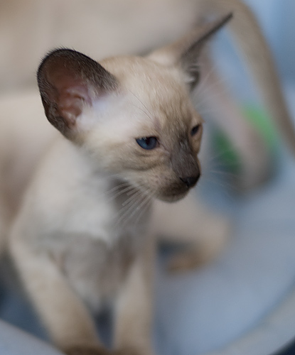 Сиамский котенок, девочка, сил-пойнт