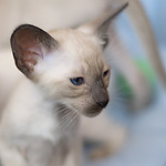 Сиамский котенок, девочка, сил-пойнт