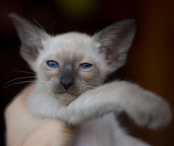Сиамский котенок, девочка, сил-пойнт