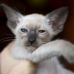Сиамский котенок, девочка, сил-пойнт