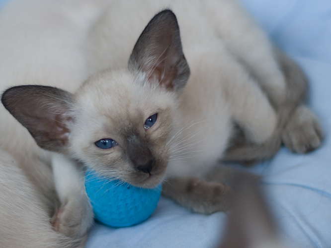 Сиамский котенок, девочка, сил-пойнт