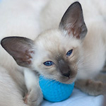 Сиамский котенок, девочка, сил-пойнт