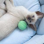 Сиамский котенок, девочка, сил-пойнт