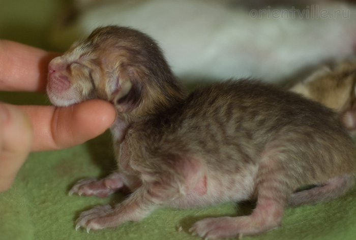 ориентальный котенок