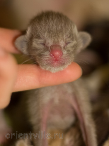 Orientville's Imhotep 1 день