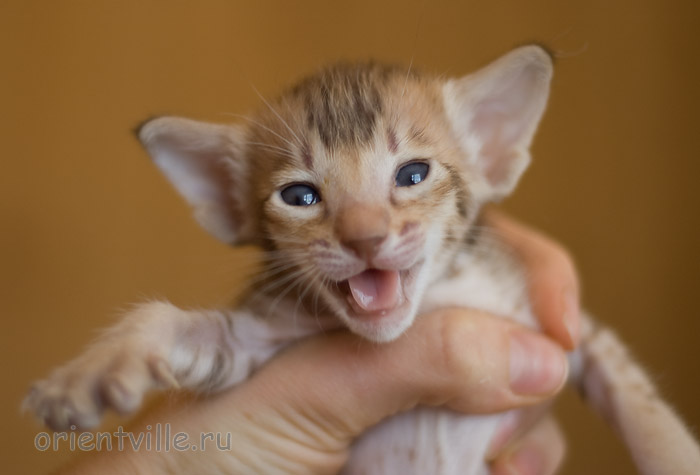 Orientville's Imogen 24 дня