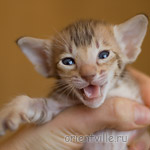 Ориентальный котенок