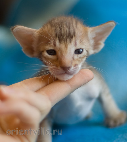 Orientville's Imogen 24 дня