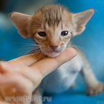 Orientville's Imogen 24 дня