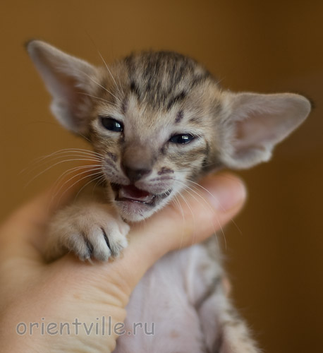 Orientville's Hermione Granger 24 дня