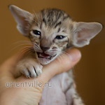 Ориентальный котенок