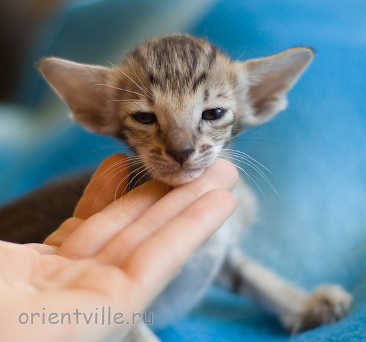 Orientville's Hermione Granger 24 дня