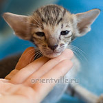 Orientville's Hermione Granger 24 дня