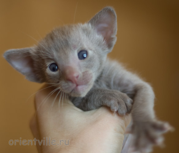 Orientville's Imhotep 24 дня