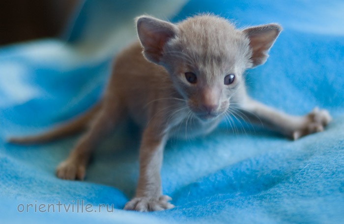 Orientville's Imhotep 24 дня