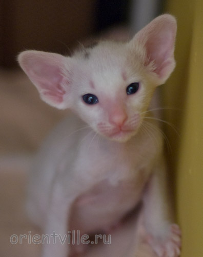 Orientville's Haide'e 24 дня