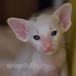 Orientville's Haide'e 24 дня