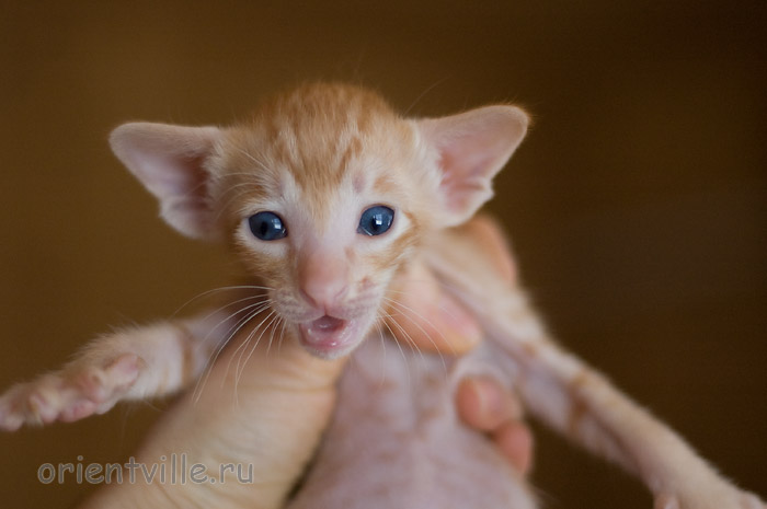 Orientville's Het Masteen 24 дня