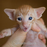 Ориентальный котенок