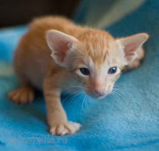 Orientville's Het Masteen 24 дня