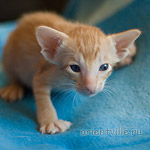 Orientville's Het Masteen 24 дня