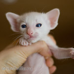 Orientville's Hitch 24 дня