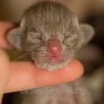 Orientville's Imhotep 1 день