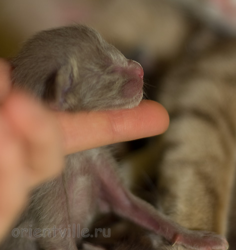 ориентальный котенок