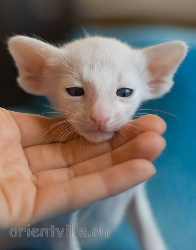 Orientville's Hitch 24 дня