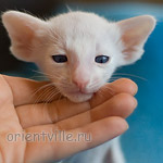 Ориентальный котенок
