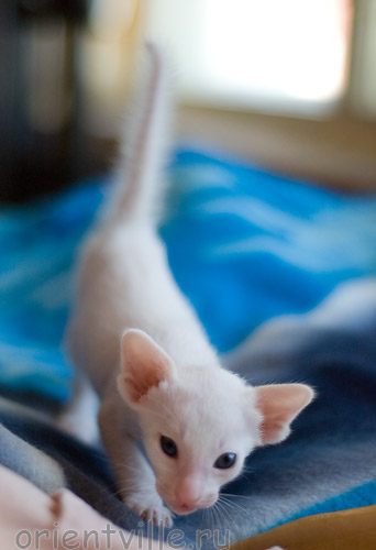 Orientville's Hancock 24 дня