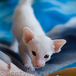 Orientville's Hancock 24 дня