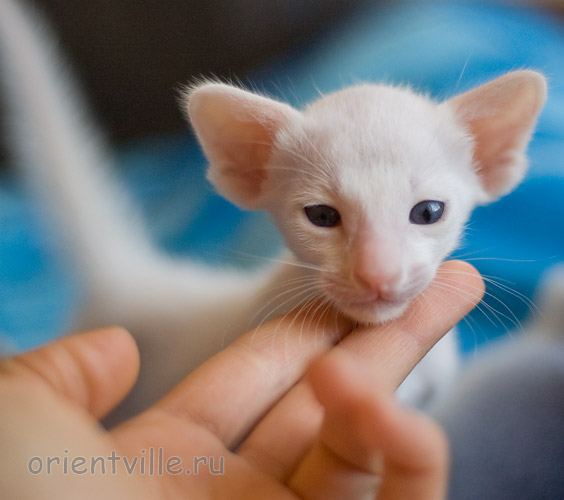 Orientville's Hancock 24 дня