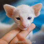 Ориентальный котенок