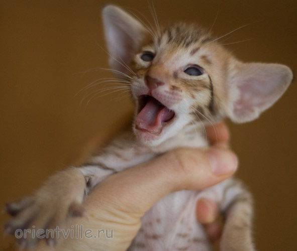 Orientville's Indiana Jones 24 дня