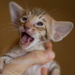 Ориентальный котенок