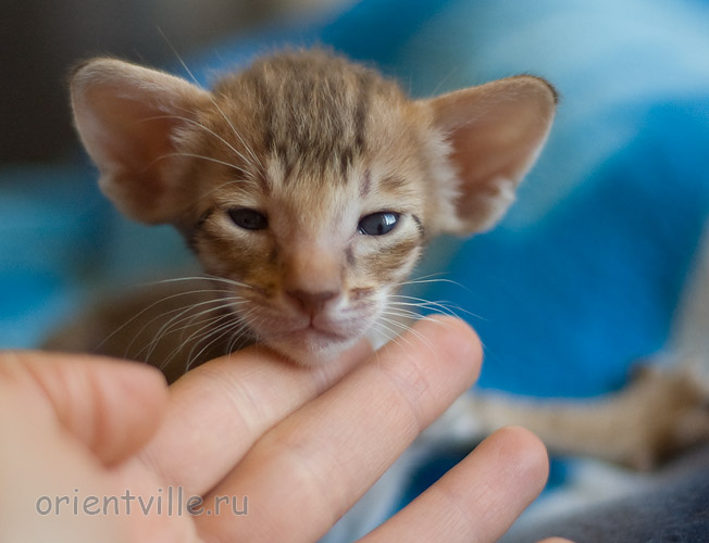 Orientville's Indiana Jones 24 дня