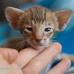 Orientville's Indiana Jones 24 дня