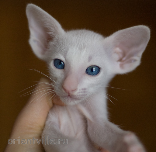 Orientville's Hitch 34 дня