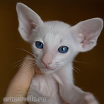Ориентальный котенок