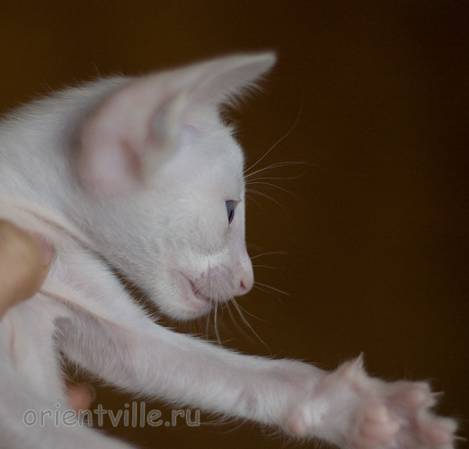 Orientville's Hitch 34 дня