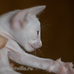 Orientville's Hitch 34 дня