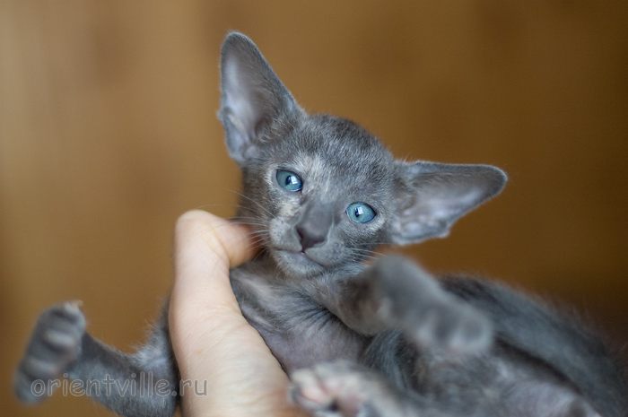 Orientville's Helen 34 дня