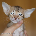 Ориентальный котенок