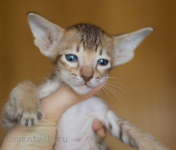 Orientville's Imogen 34 дня