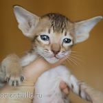 Orientville's Imogen 34 дня