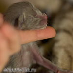 ориентальный котенок
