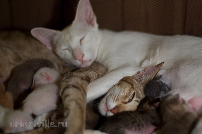Кошки с котятами